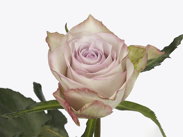 Роза крупноцветковая "Deep Silver"