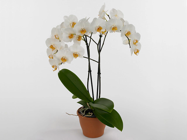 Phalaenopsis Anthura Darwin