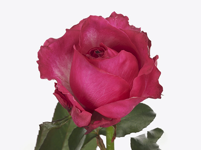 Роза крупноцветковая "Cherry Avalanche+"