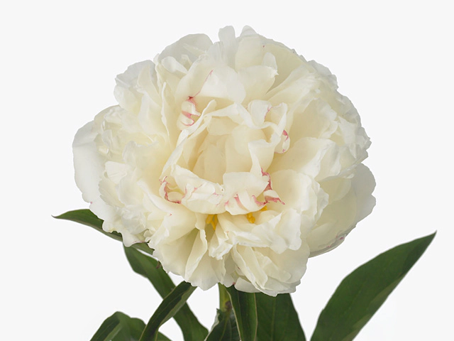 Paeonia (Lactiflora Grp) 'Fringed Ivory'