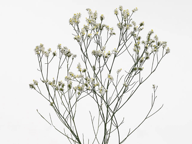 Limonium sinense Blanca Diamond