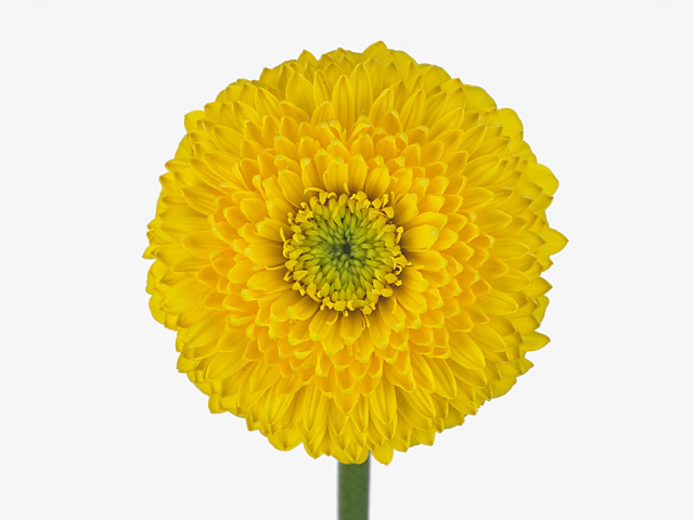 Gerbera mini globose Gerrondo Terra Rhea