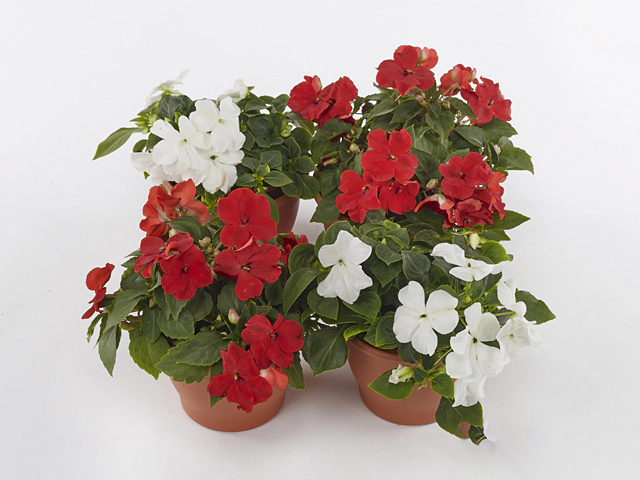 Impatiens (Walleriana Grp) Beacon Red White Mixture gemengd