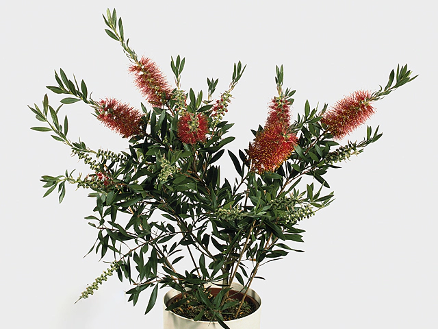 Callistemon citrinus