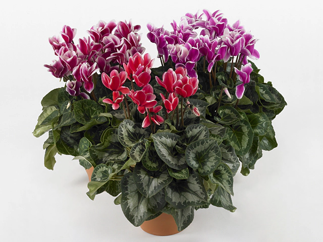 Cyclamen persicum large flowered Halios Fantasia