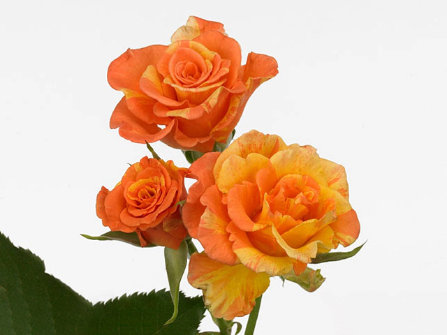 Роза спрей "Marmelade"