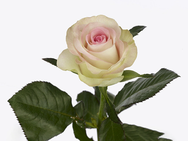 Роза крупноцветковая "Swan+"