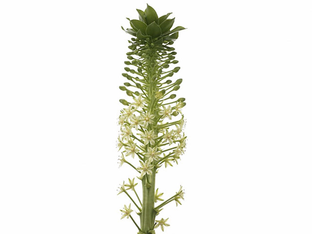 Eucomis pole-evansii 'Goliath'