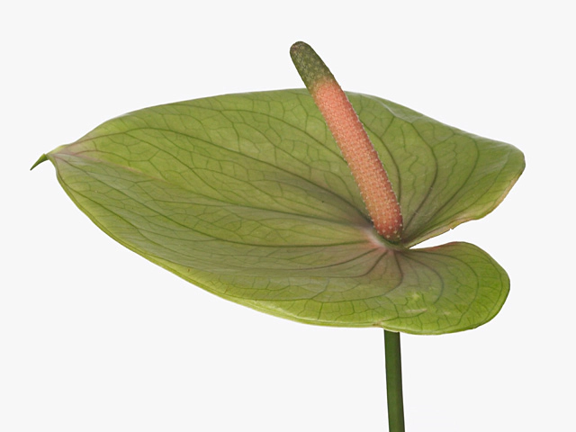 Anthurium (Andreanum Grp) Brasilia