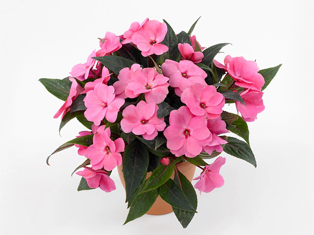 Impatiens (New Guinea Grp) Toscana Medium GL Salmon