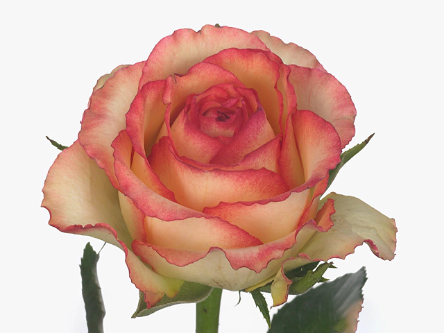 Rosa large flowered Amanzi