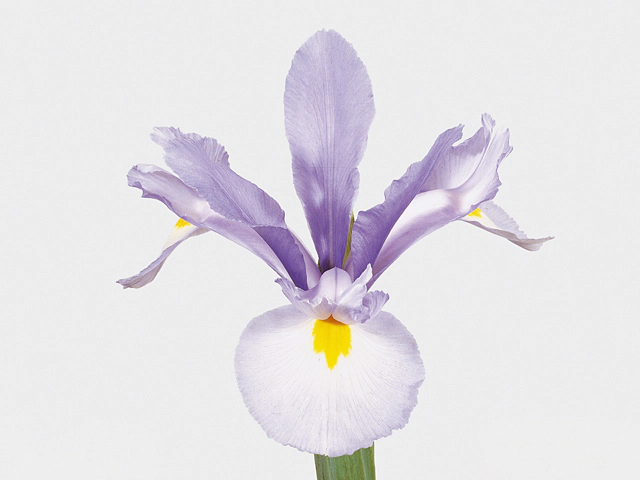 Iris (Dutch Iris Grp) 'Hildegarde'