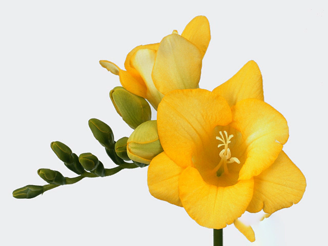 Freesia single flowered Elysee