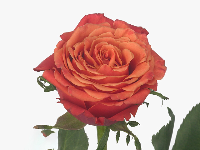 Роза крупноцветковая "Roxy"