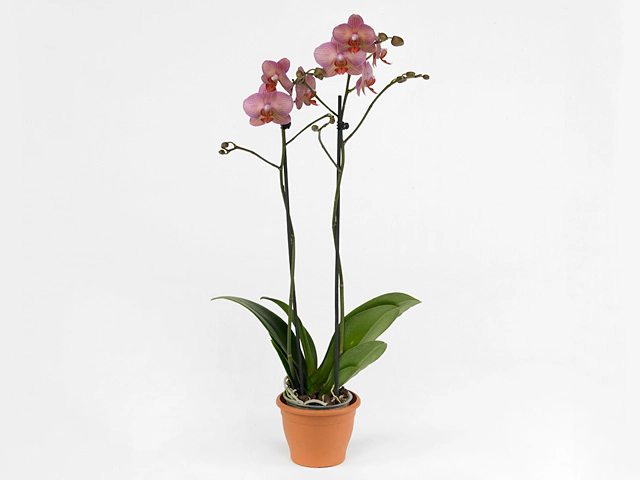 Phalaenopsis Salmion