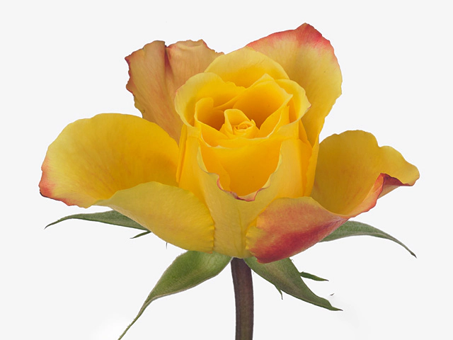 Rosa large flowered Bengali