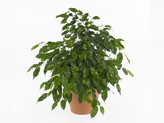 Ficus benjamina Forever Dark