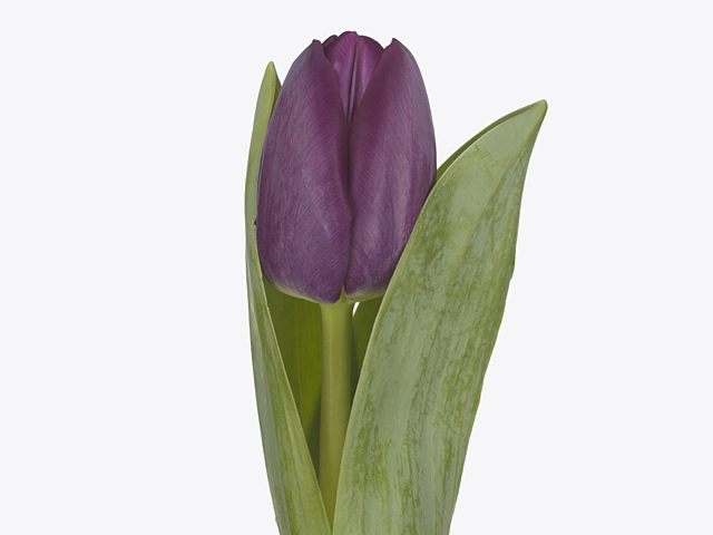 Tulipa (Single Early Grp) 'Purple Master'