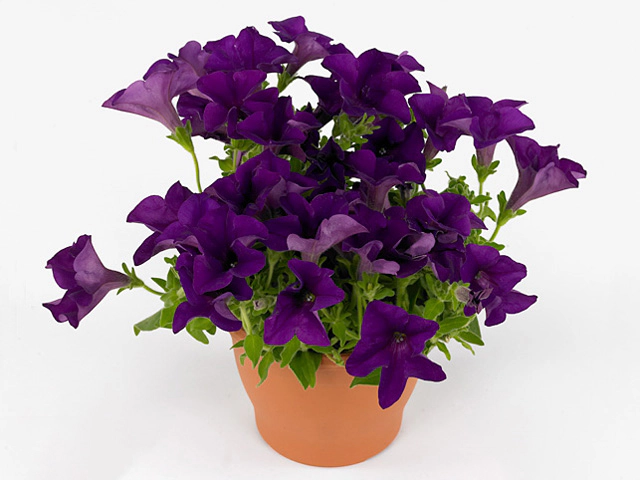 Петуния "Viva Amethyst"