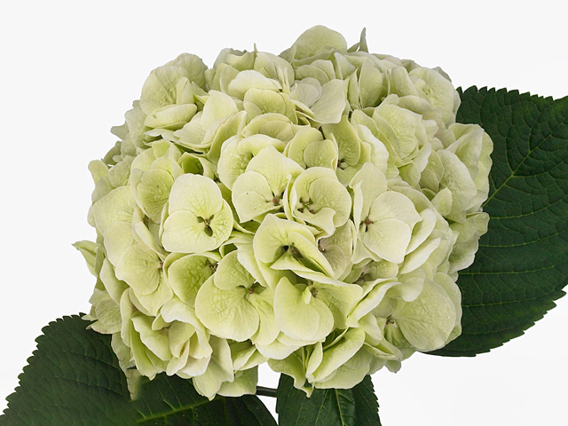 Hydrangea macrophylla Royal Surprise (classic)