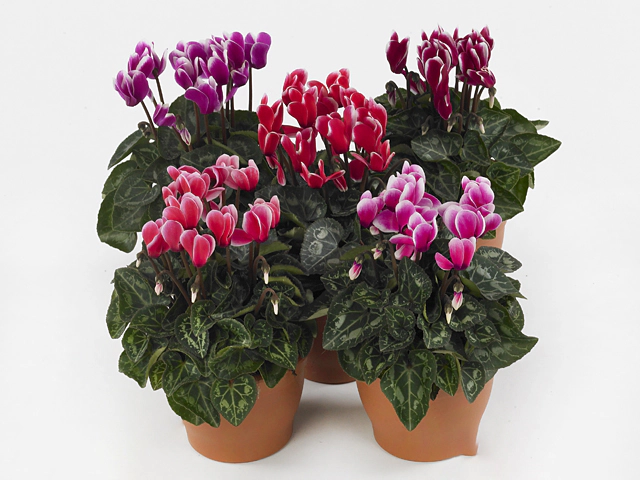 Cyclamen persicum small flowered Metis Fantasia Outstanding