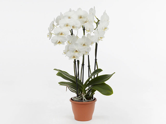 Phalaenopsis Anthura Newcastle