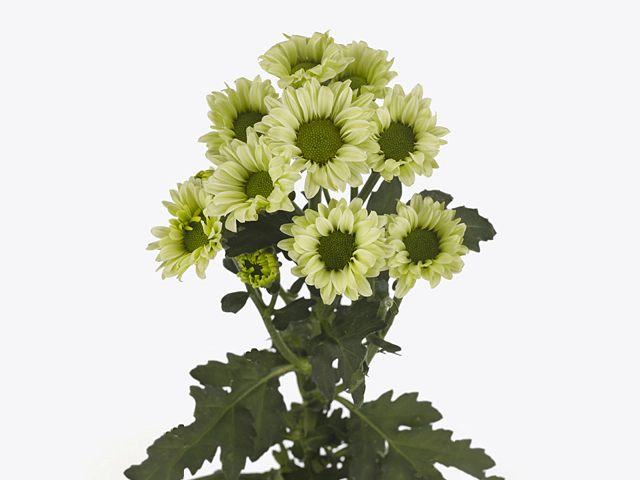 Chrysanthemum (Indicum Grp) spray santini Turtle