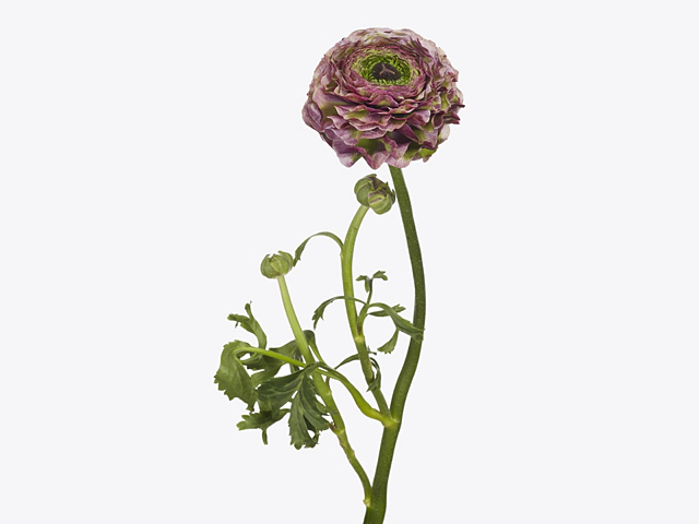 Ranunculus asiaticus Pon Pon Magic