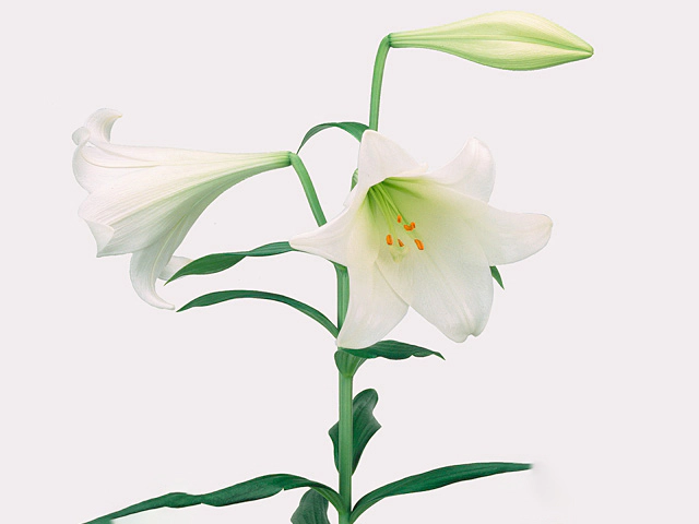 Lilium longiflorum (Longiflorum Grp) 'White Heaven'