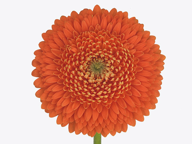 Gerbera mini globose Pomponi Tesla