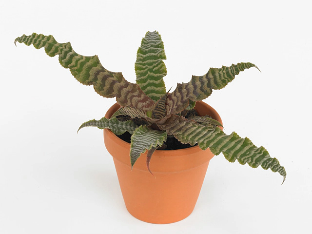 Cryptanthus zonatus