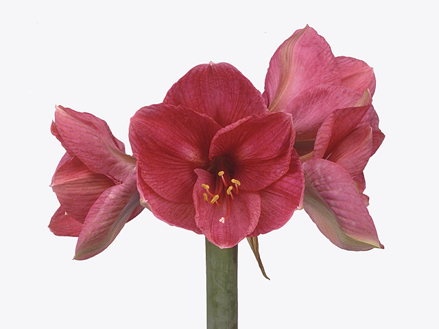 Hippeastrum (Galaxy Grp) 'Bolero'