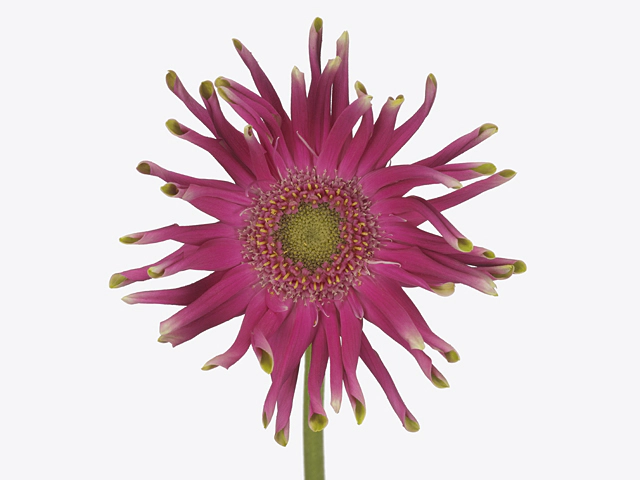 Gerbera large flowered curl-shaped Pastini Milazzo