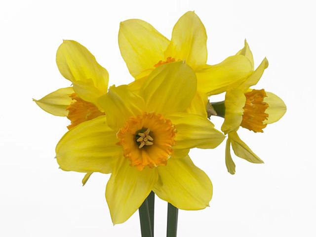Narcissus (Large-cupped Grp) 'Juanita'