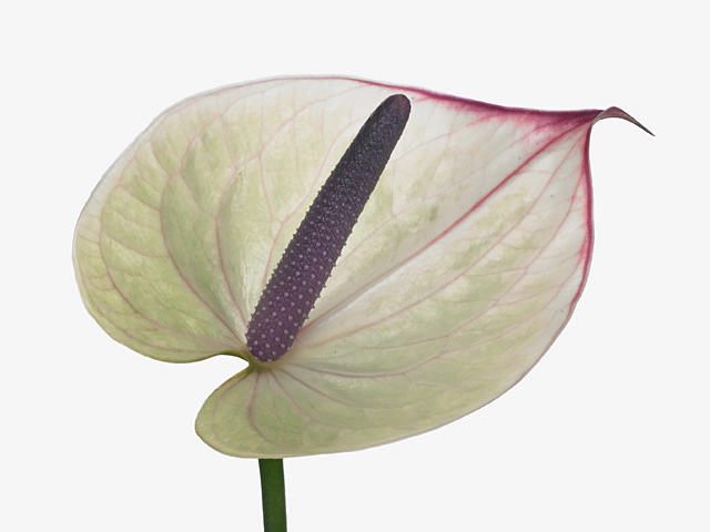 Anthurium (Andreanum Grp) Romance Imp