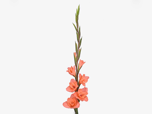 Гладиолус крупноцветковый "Eclair"