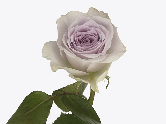 Роза крупноцветковая "Ayden!"