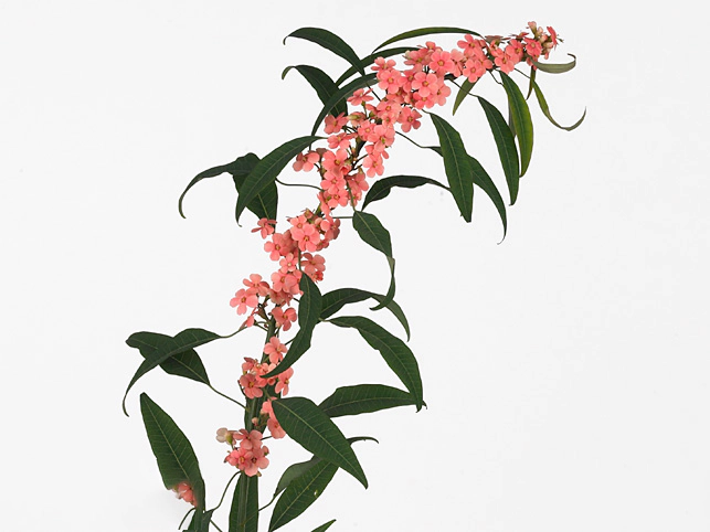 Euphorbia fulgens Pink Baron