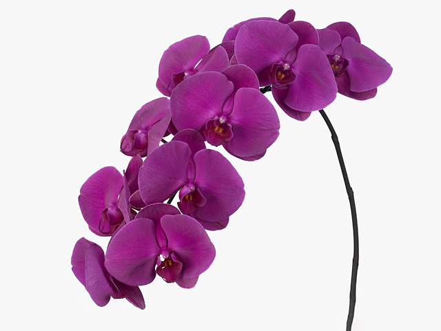 Phalaenopsis per flower Purple Passion