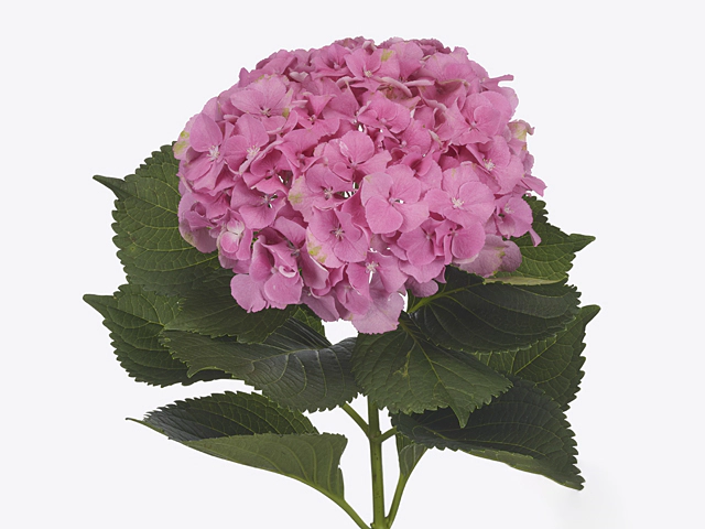 Hydrangea macrophylla Royal Memory (roze)