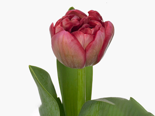 Тюльпан махровый поздний "Wedding Gift"