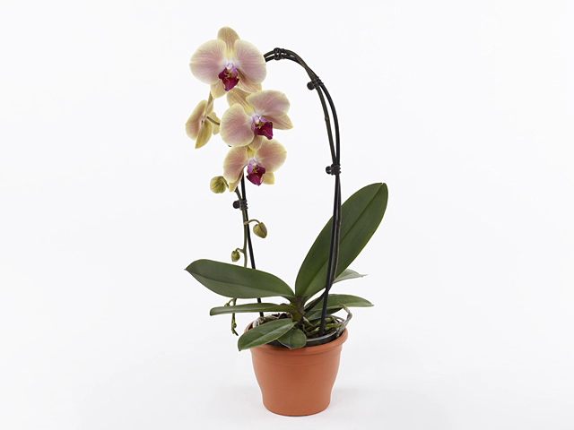 Phalaenopsis GreenbalanZ PalmZ