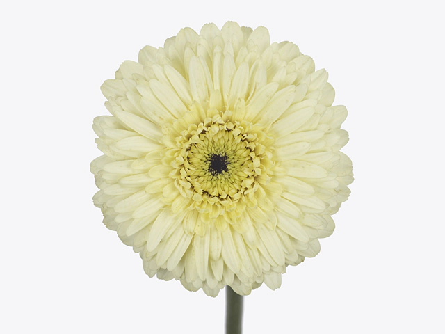 Gerbera mini globose Pomponi Sam