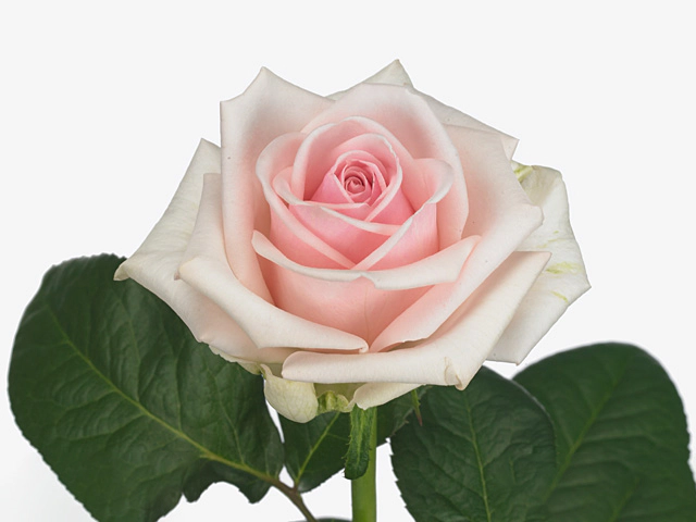 Роза крупноцветковая "Lazise!"
