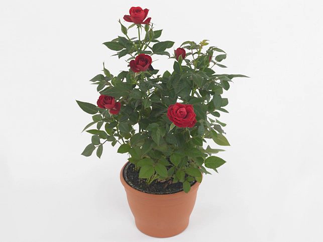 Роза "Karina Parade"