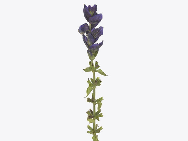 Salvia viridis 'Oxford Blue'