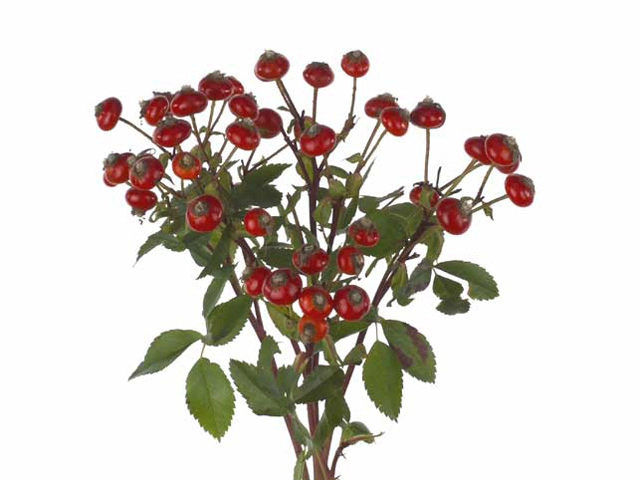 Роза "Hiphop Dark Red"