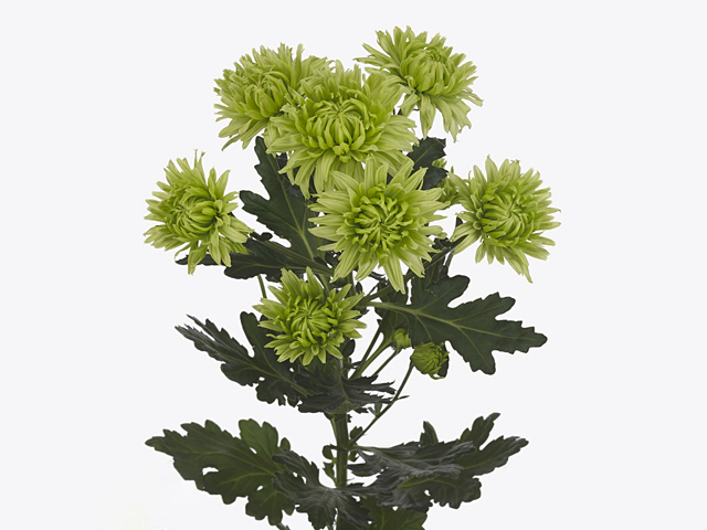 Chrysanthemum (Indicum Grp) spray Tropix