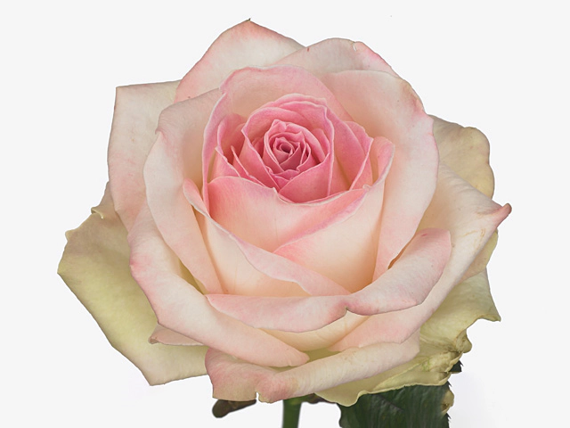 Роза крупноцветковая "Dolce Avalanche+"