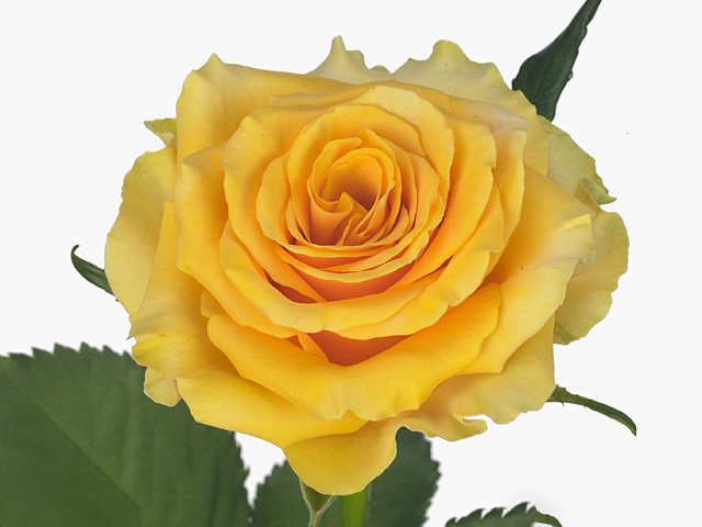 Rosa large flowered Saffrana
